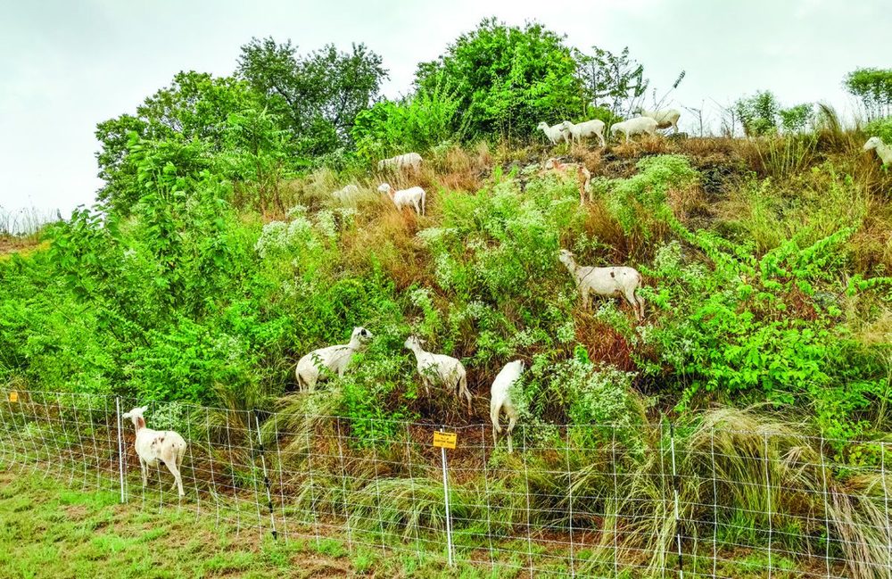Targeted Grazing At Historic Fort Negley Park