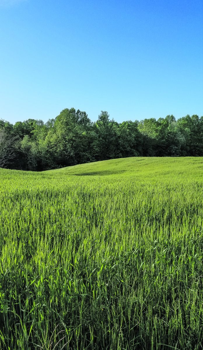 Nelson Miles at Chancellorsville & Po River